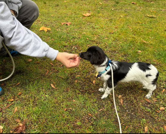 Button, an adoptable Spaniel, Papillon in Seattle, WA, 98165 | Photo Image 3