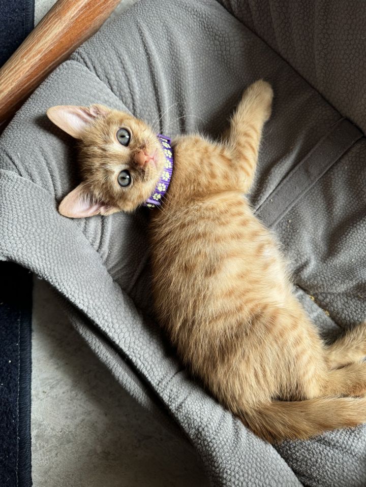 Cat for adoption Sally, a Domestic Short Hair Mix in Orlando, FL