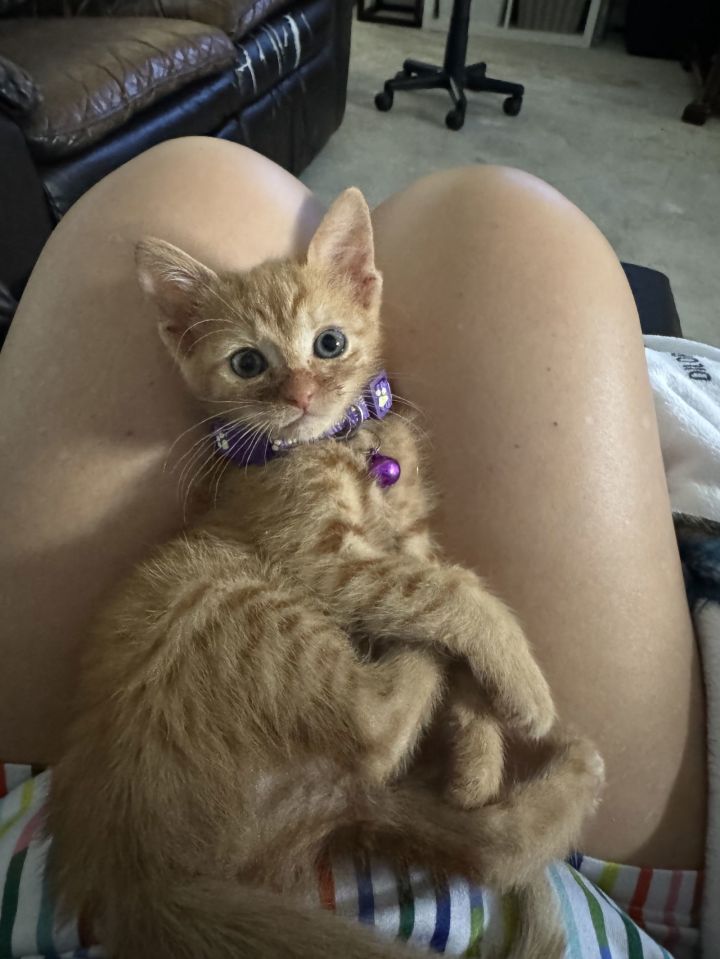 Cat for adoption Sally, a Domestic Short Hair Mix in Orlando, FL