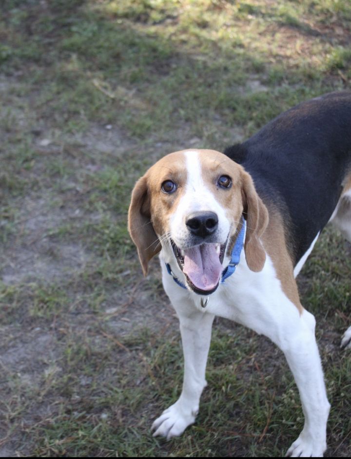 Dog for adoption Salem, a Mixed Breed in Moncks Corner, SC Petfinder