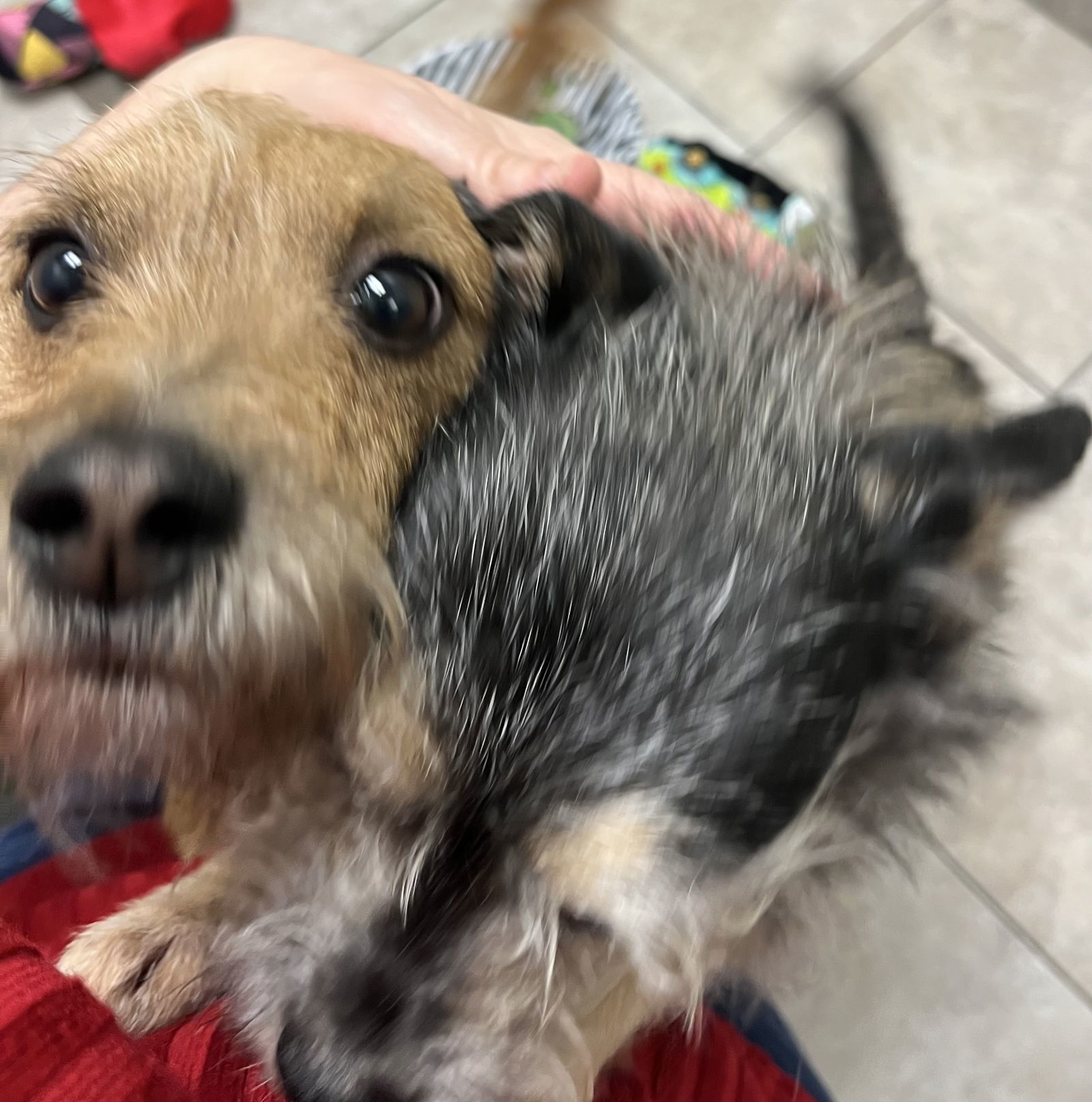 NINER, an adoptable Schnauzer, Chihuahua in Katy, TX, 77494 | Photo Image 2