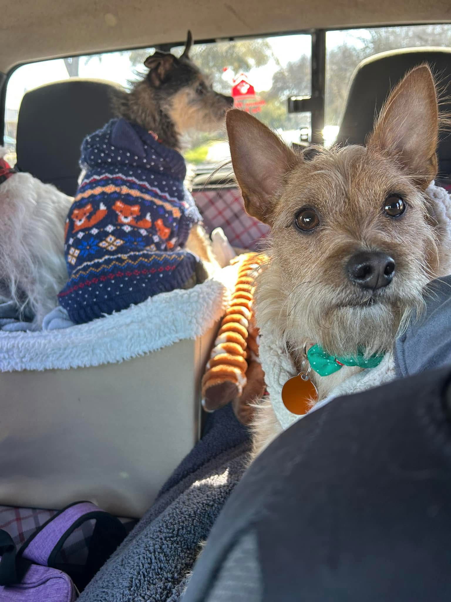 NINER, an adoptable Schnauzer, Chihuahua in Katy, TX, 77494 | Photo Image 3