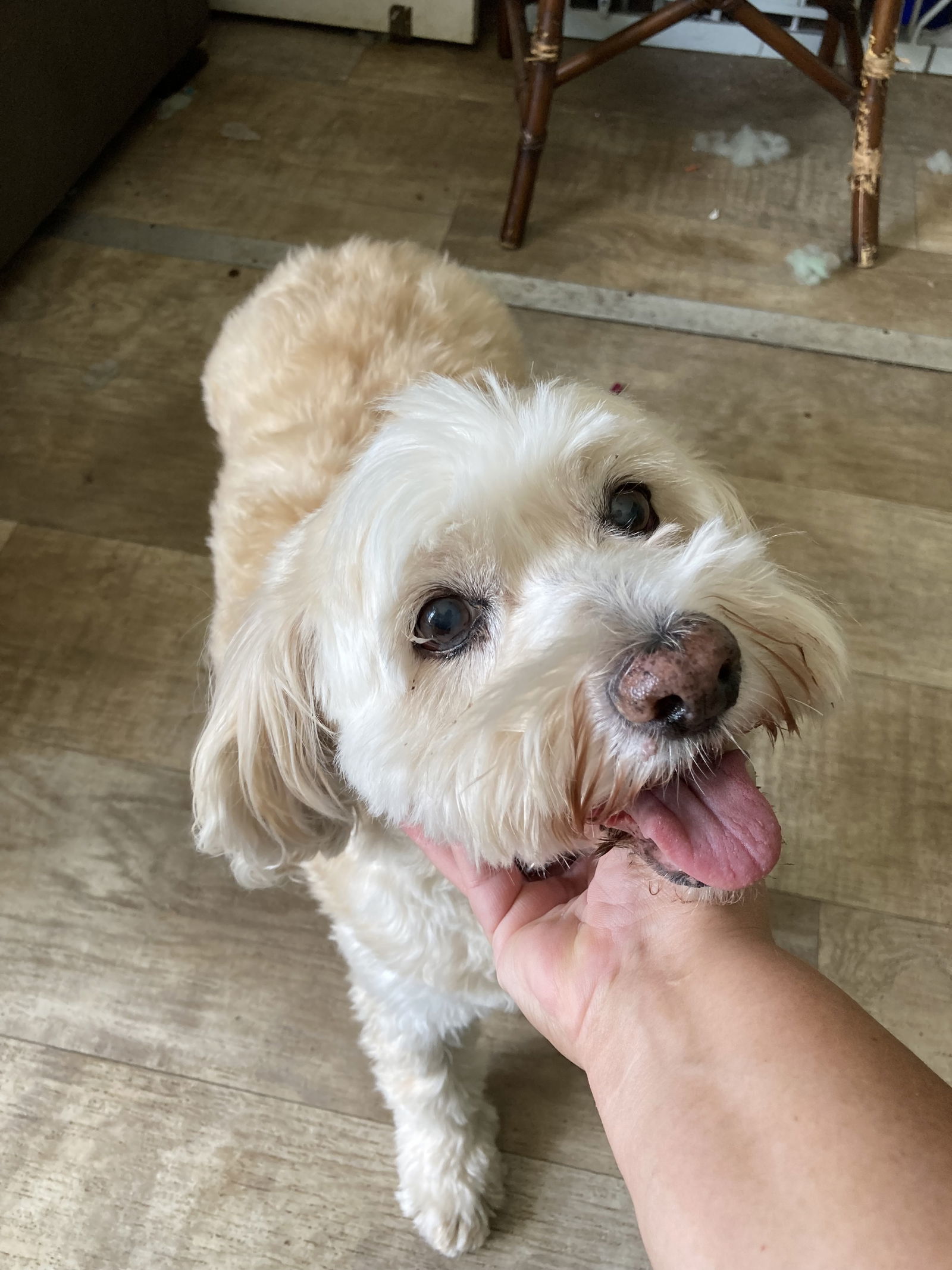 Taffi, an adoptable Cockapoo in San Diego, CA, 92171 | Photo Image 1