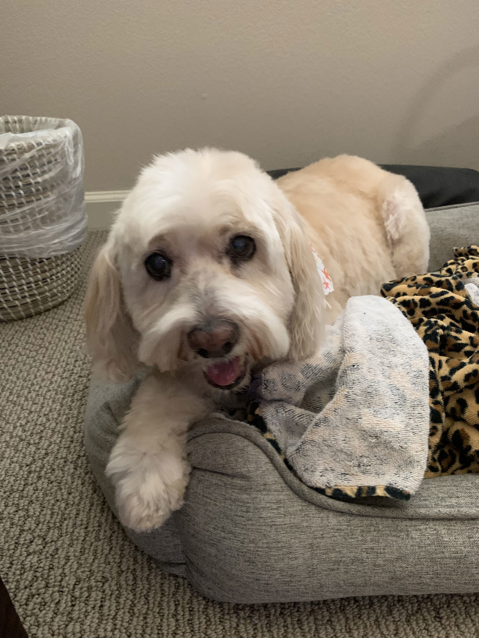 Taffi, an adoptable Cockapoo in San Diego, CA, 92171 | Photo Image 2