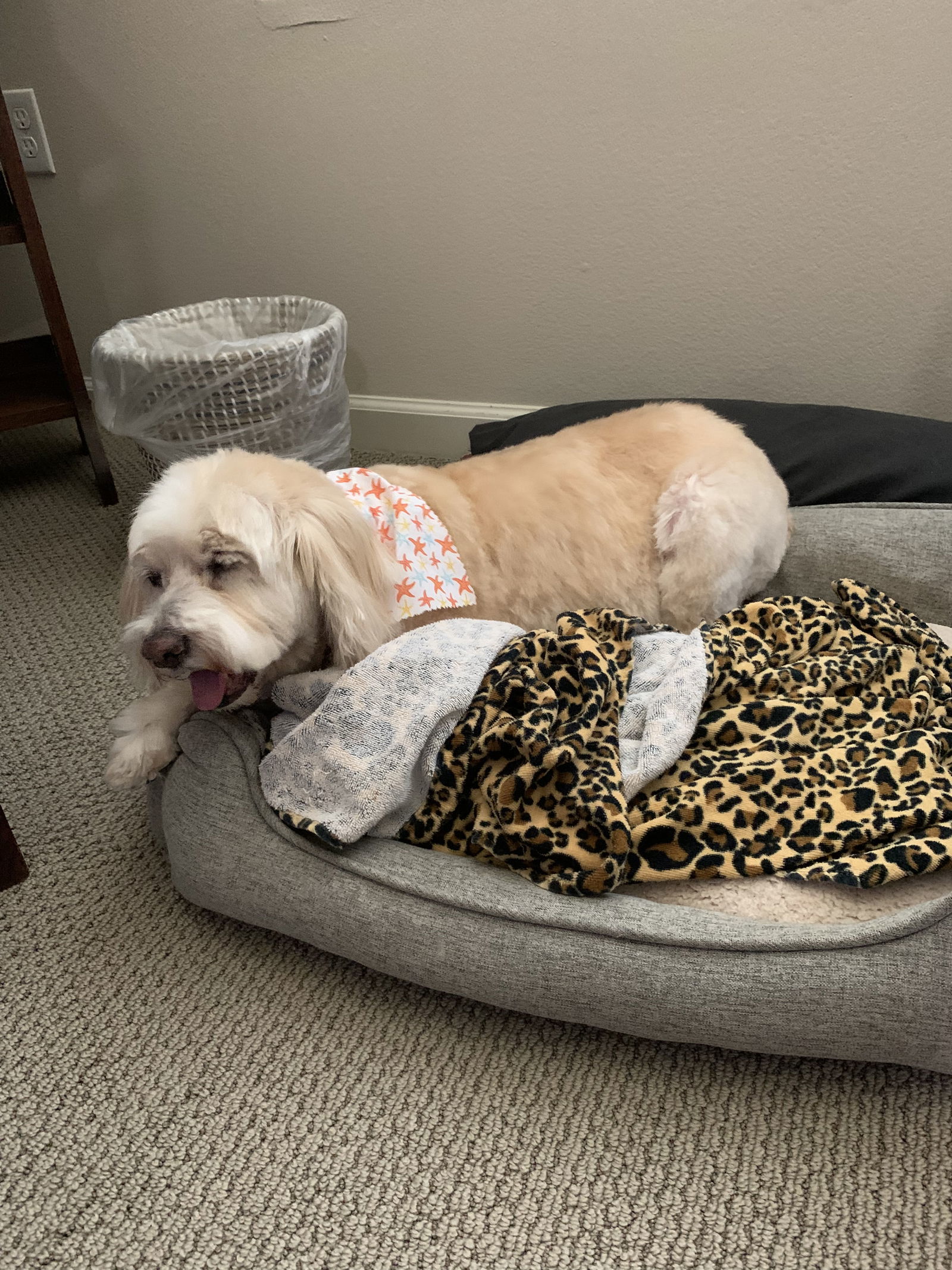 Taffi, an adoptable Cockapoo in San Diego, CA, 92171 | Photo Image 3