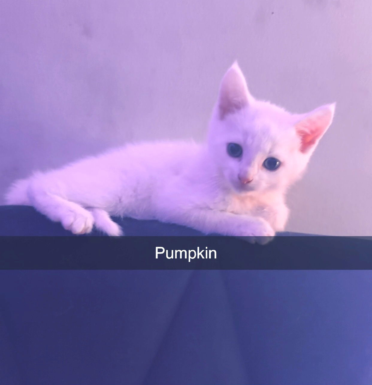 Pumpkin