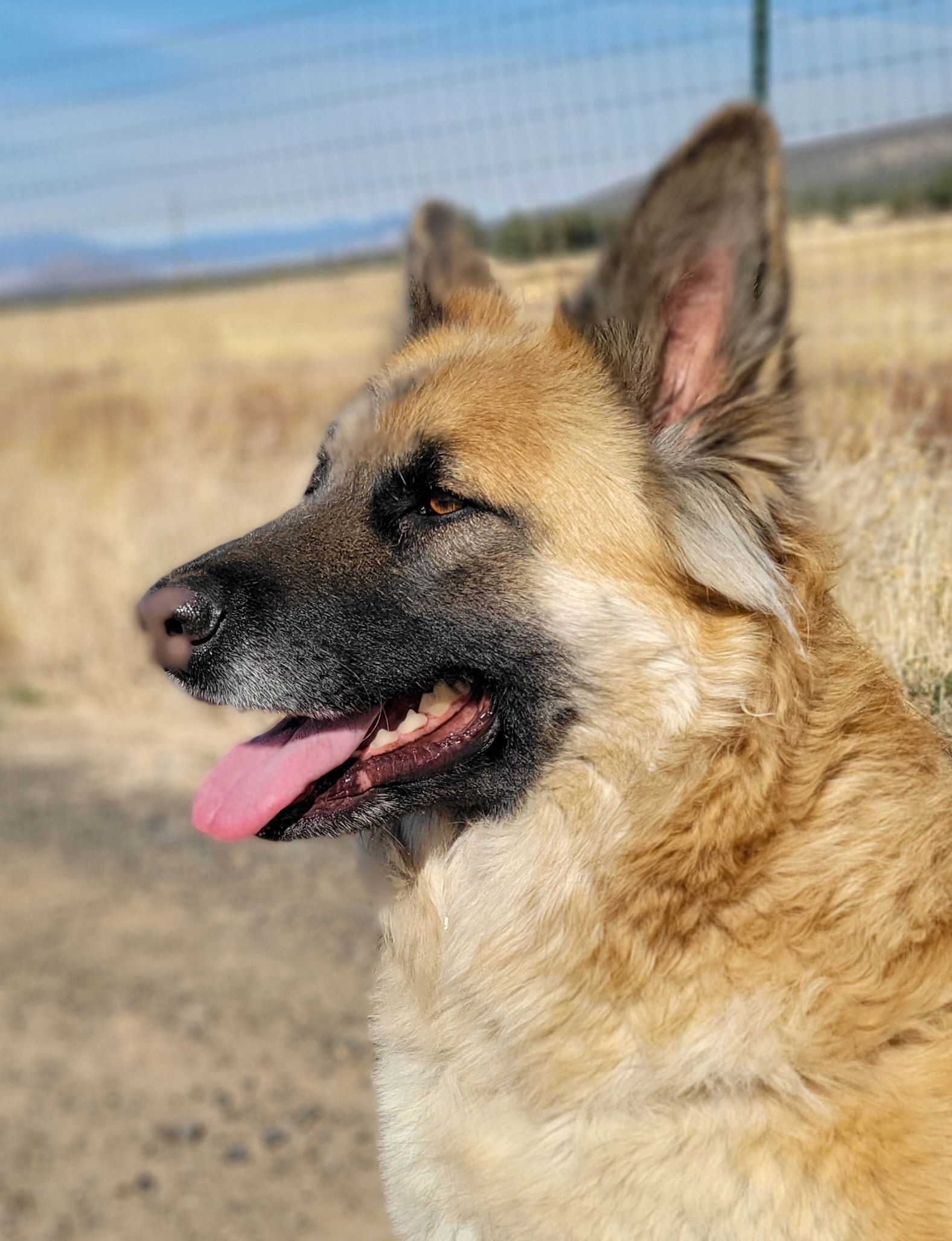 Asha, an adoptable Keeshond, Shepherd in Yreka, CA, 96097 | Photo Image 1