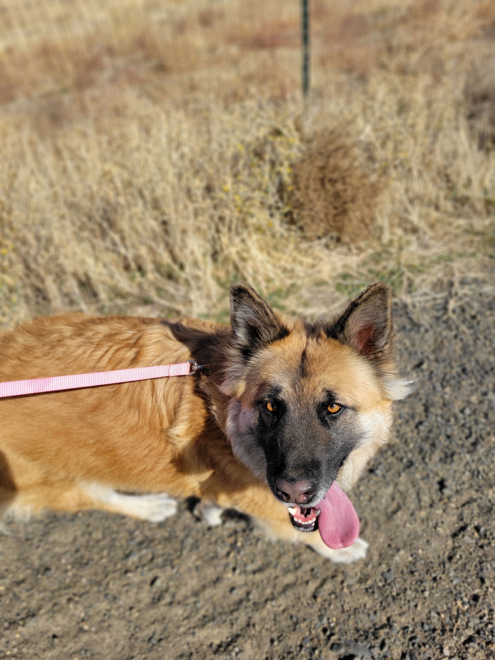 Asha, an adoptable Keeshond, Shepherd in Yreka, CA, 96097 | Photo Image 3