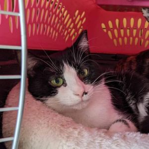 Dumpling, Adult Female Domestic Short Hair