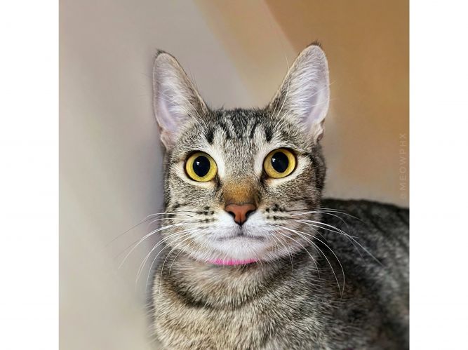 Cat for adoption Zelda, a Domestic Short Hair in Phoenix, AZ Petfinder