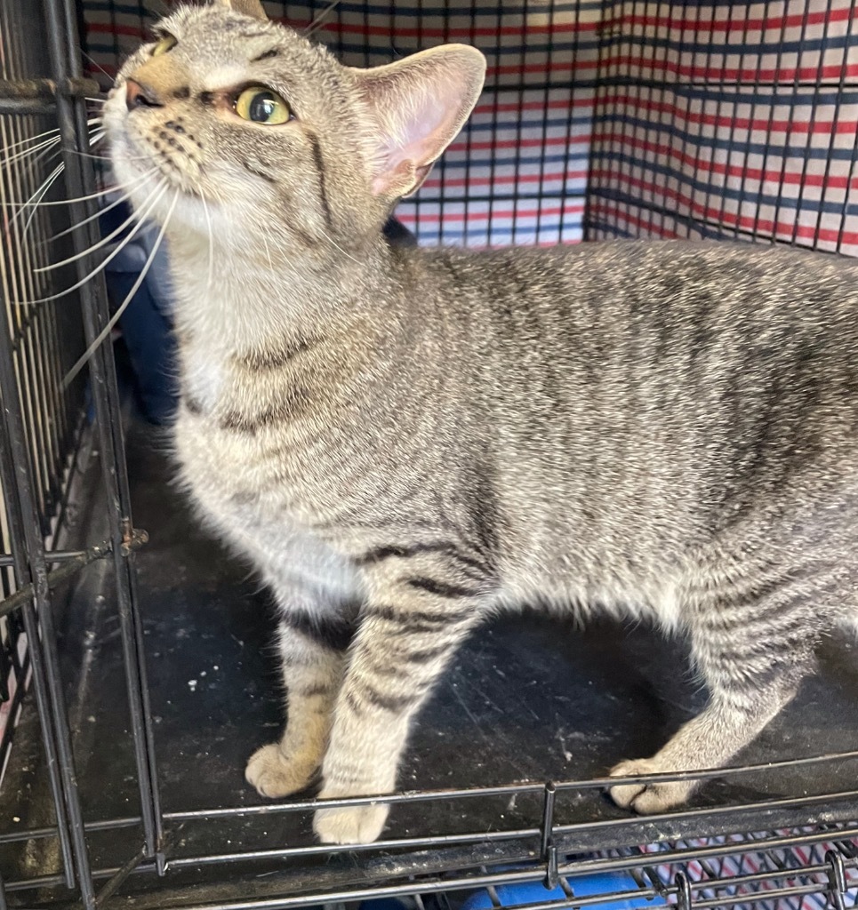 JINX, an adoptable Domestic Short Hair in Muskegon, MI, 49442 | Photo Image 1