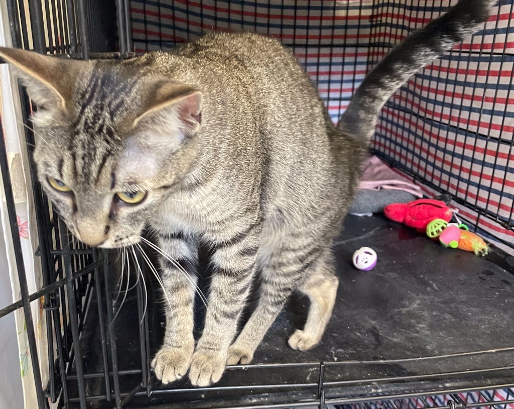 JINX, an adoptable Domestic Short Hair in Muskegon, MI, 49442 | Photo Image 2