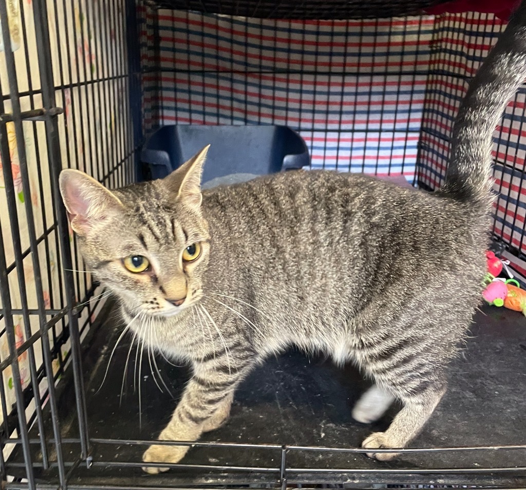 JINX, an adoptable Domestic Short Hair in Muskegon, MI, 49442 | Photo Image 2