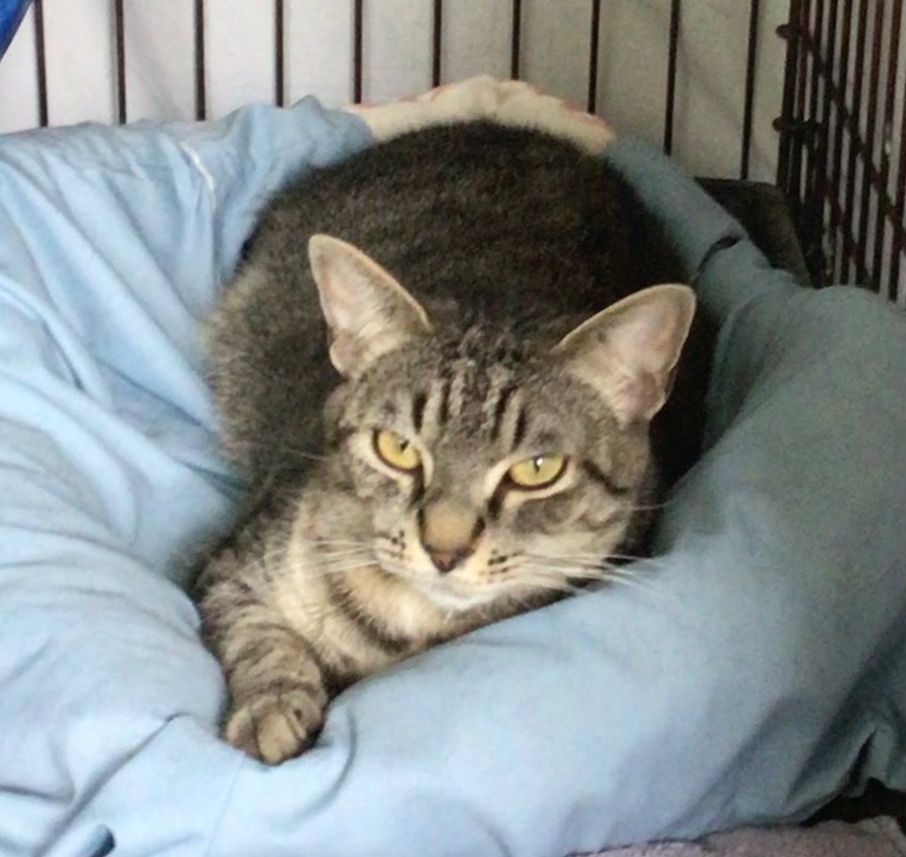 JINX, an adoptable Domestic Short Hair in Muskegon, MI, 49442 | Photo Image 4