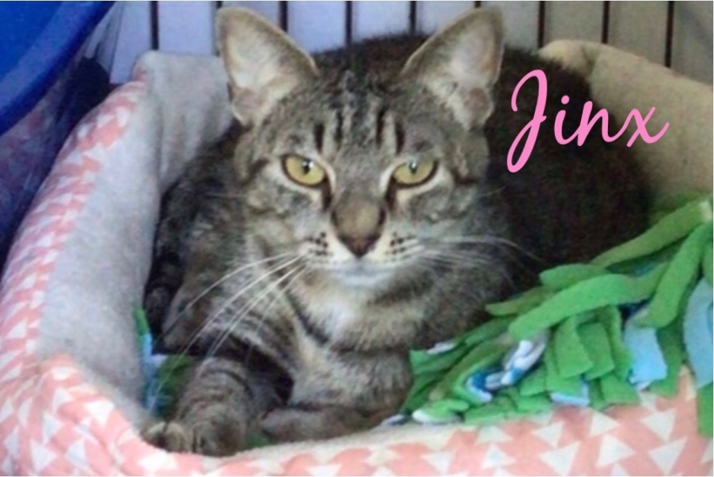 JINX, an adoptable Domestic Short Hair in Muskegon, MI, 49442 | Photo Image 5