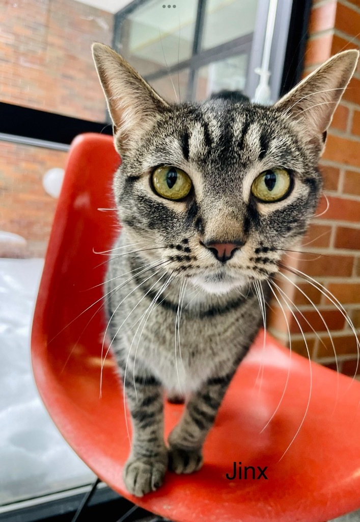 JINX, an adoptable Domestic Short Hair in Muskegon, MI, 49442 | Photo Image 6