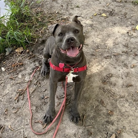 Clyde, an adoptable Pit Bull Terrier, Mixed Breed in Wauwatosa, WI, 53213 | Photo Image 1