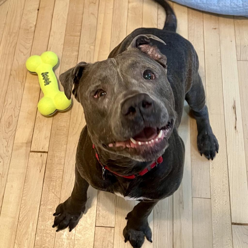 Clyde, an adoptable Pit Bull Terrier, Mixed Breed in Wauwatosa, WI, 53213 | Photo Image 2