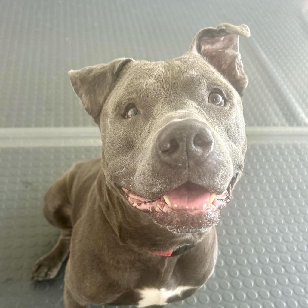 Clyde, an adoptable Pit Bull Terrier, Mixed Breed in Wauwatosa, WI, 53213 | Photo Image 3