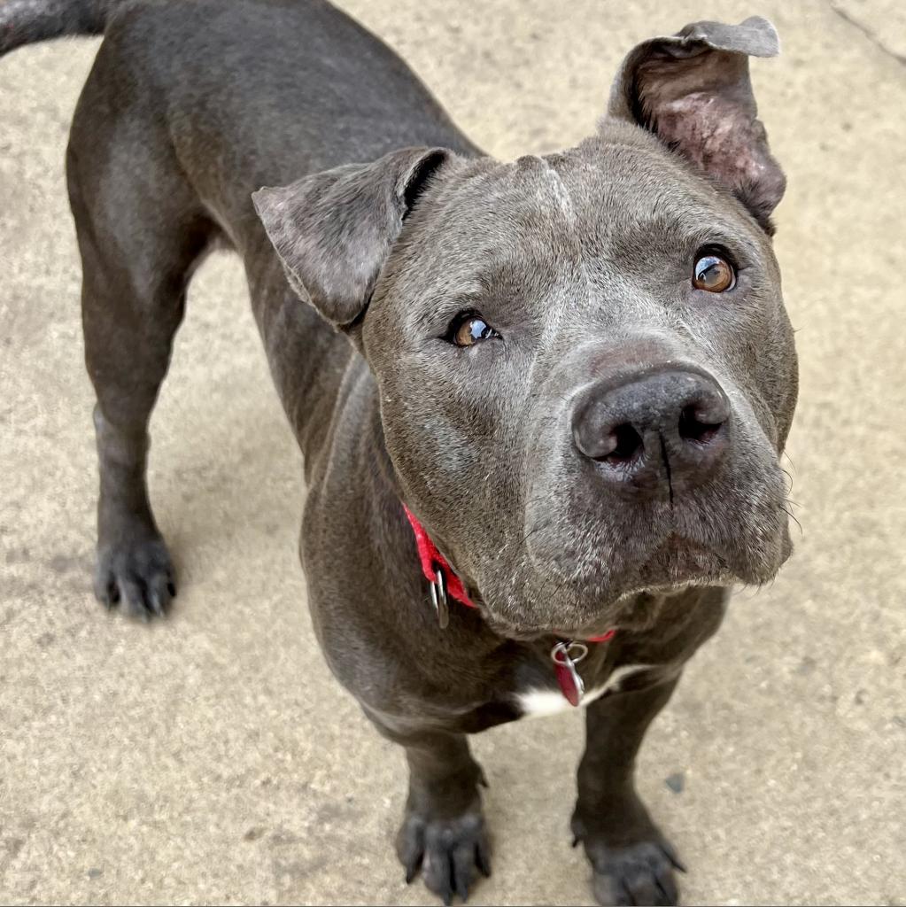 Clyde, an adoptable Pit Bull Terrier, Mixed Breed in Wauwatosa, WI, 53213 | Photo Image 3