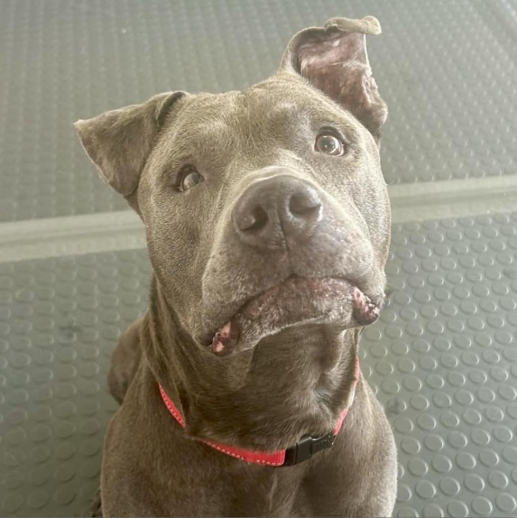Clyde, an adoptable Pit Bull Terrier, Mixed Breed in Wauwatosa, WI, 53213 | Photo Image 4