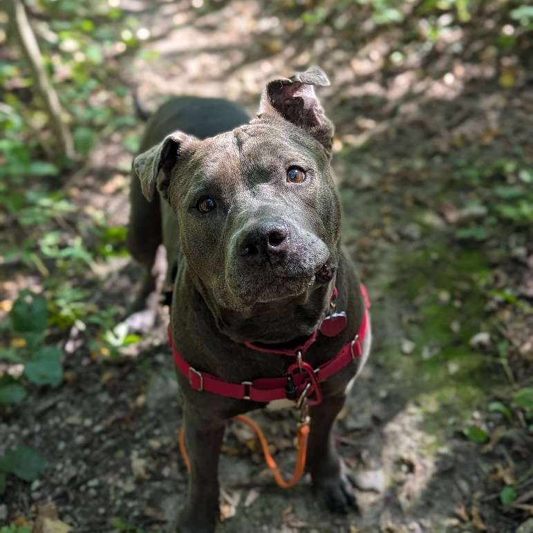 Clyde, an adoptable Pit Bull Terrier, Mixed Breed in Wauwatosa, WI, 53213 | Photo Image 4