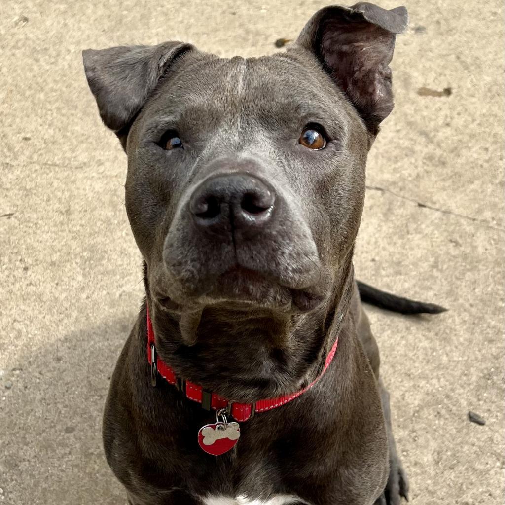 Clyde, an adoptable Pit Bull Terrier, Mixed Breed in Wauwatosa, WI, 53213 | Photo Image 5