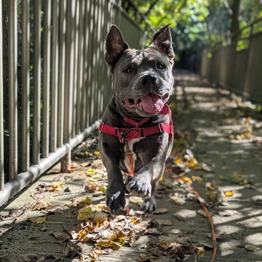 Clyde, an adoptable Pit Bull Terrier, Mixed Breed in Wauwatosa, WI, 53213 | Photo Image 5