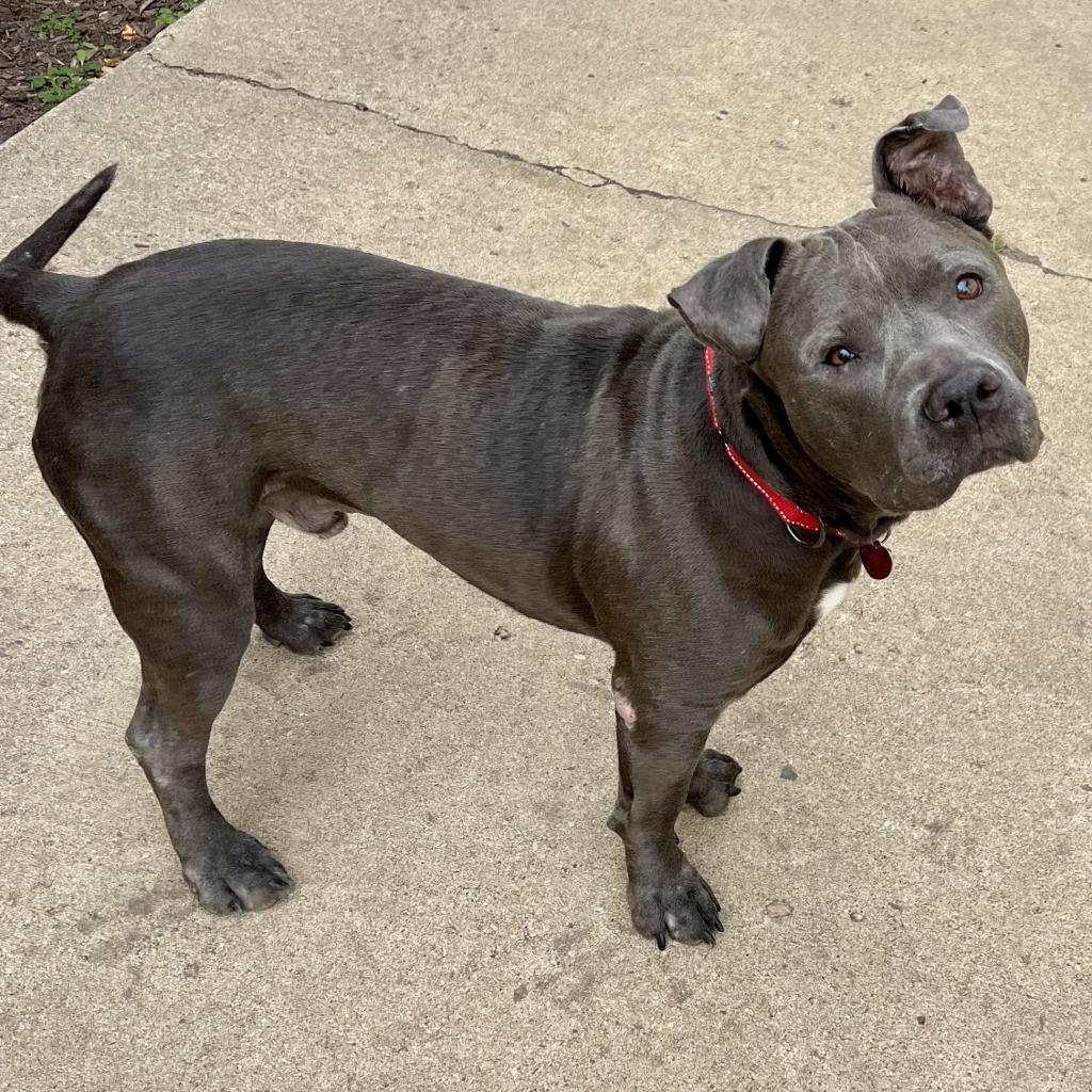Clyde, an adoptable Pit Bull Terrier, Mixed Breed in Wauwatosa, WI, 53213 | Photo Image 6