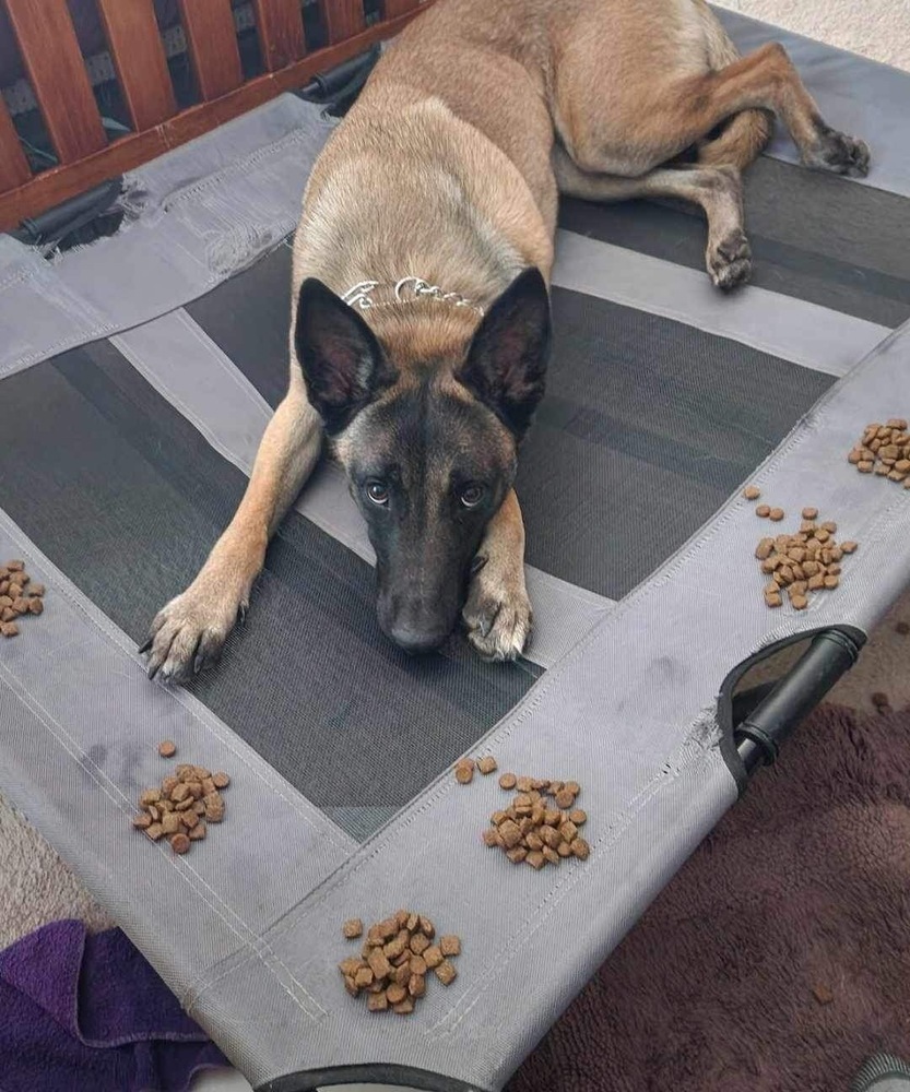 Boozy Brood- Malort fka Zin- Located in Wisconsin, an adoptable Belgian Shepherd / Malinois in Milwaukee, WI, 53205 | Photo Image 1