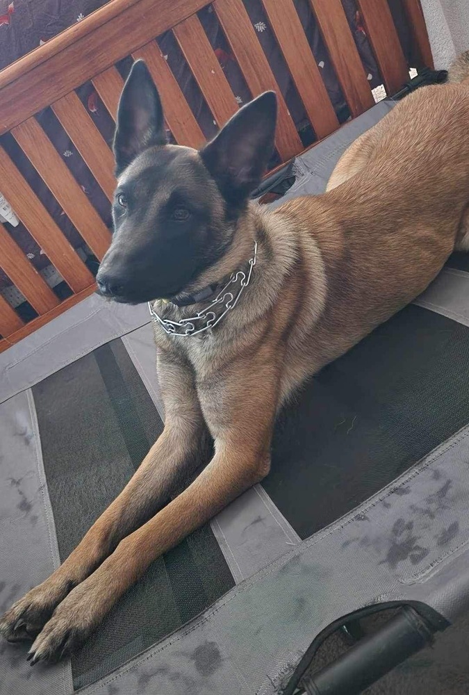 Boozy Brood- Malort fka Zin- Located in Wisconsin, an adoptable Belgian Shepherd / Malinois in Milwaukee, WI, 53205 | Photo Image 4