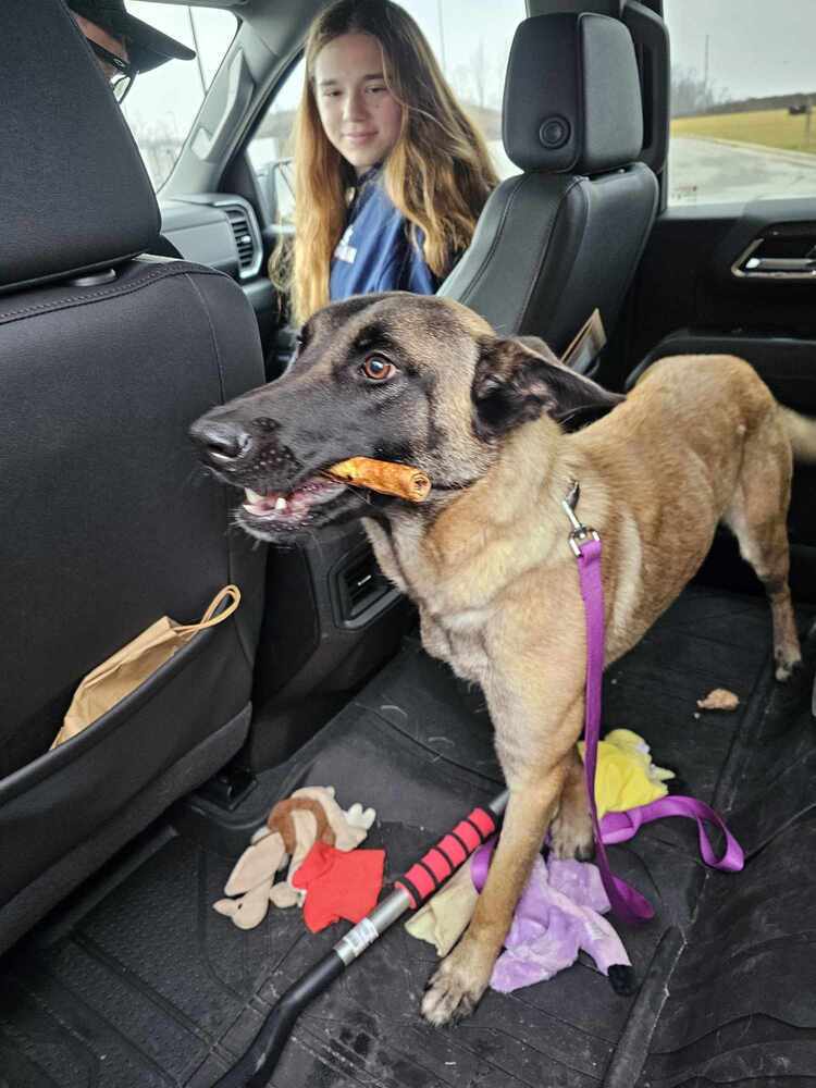 Boozy Brood- Malort fka Zin- Located in Wisconsin, an adoptable Belgian Shepherd / Malinois in Milwaukee, WI, 53205 | Photo Image 5