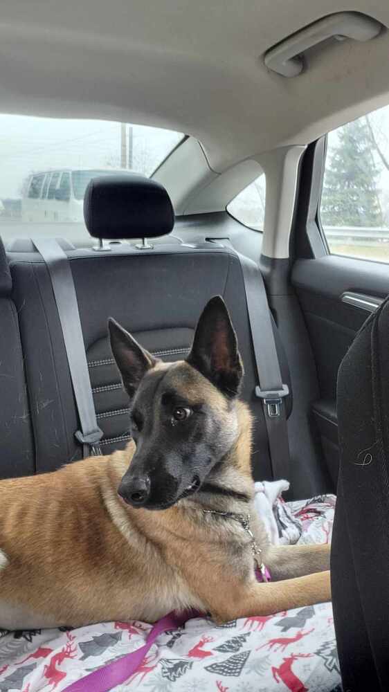 Boozy Brood- Malort fka Zin- Located in Wisconsin, an adoptable Belgian Shepherd / Malinois in Milwaukee, WI, 53205 | Photo Image 6