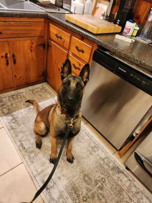 Seven - Located in Tennessee, Adult Male Belgian Shepherd / Malinois