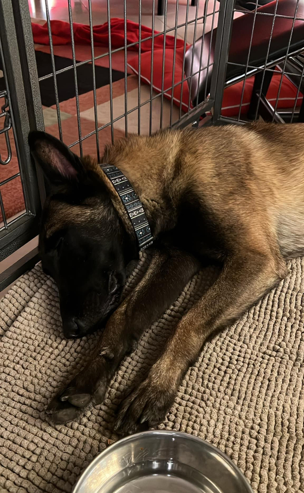 Goonie (aka Arthur) - AZ