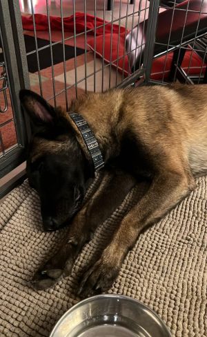 Goonie (aka Arthur) - AZ, Adult Male Belgian Shepherd / Malinois