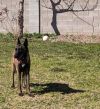 Goonie (aka Arthur) - AZ photo 2