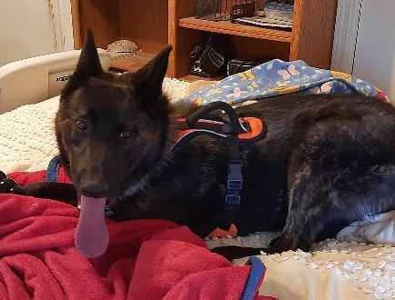 Mayhem located in NM, an adoptable Dutch Shepherd in Santa Fe, NM, 87500 | Photo Image 1