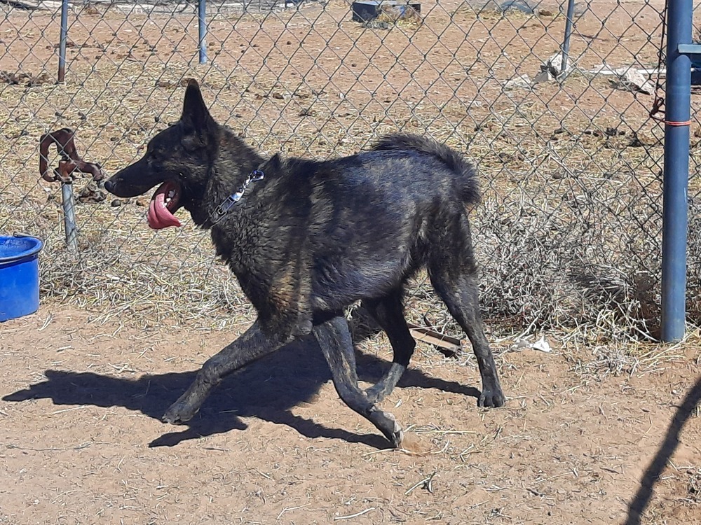 Mayhem located in NM, an adoptable Dutch Shepherd in Santa Fe, NM, 87500 | Photo Image 2