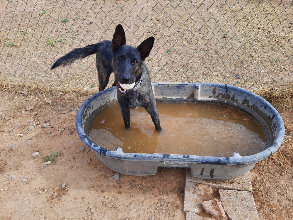 Mayhem located in NM, an adoptable Dutch Shepherd in Santa Fe, NM, 87500 | Photo Image 3