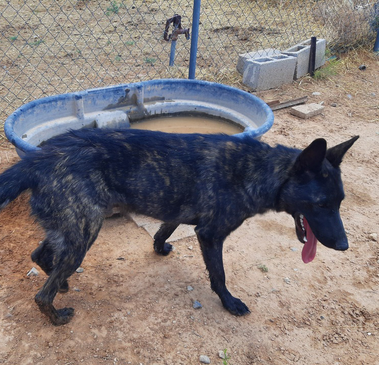 Mayhem located in NM, an adoptable Dutch Shepherd in Santa Fe, NM, 87500 | Photo Image 4