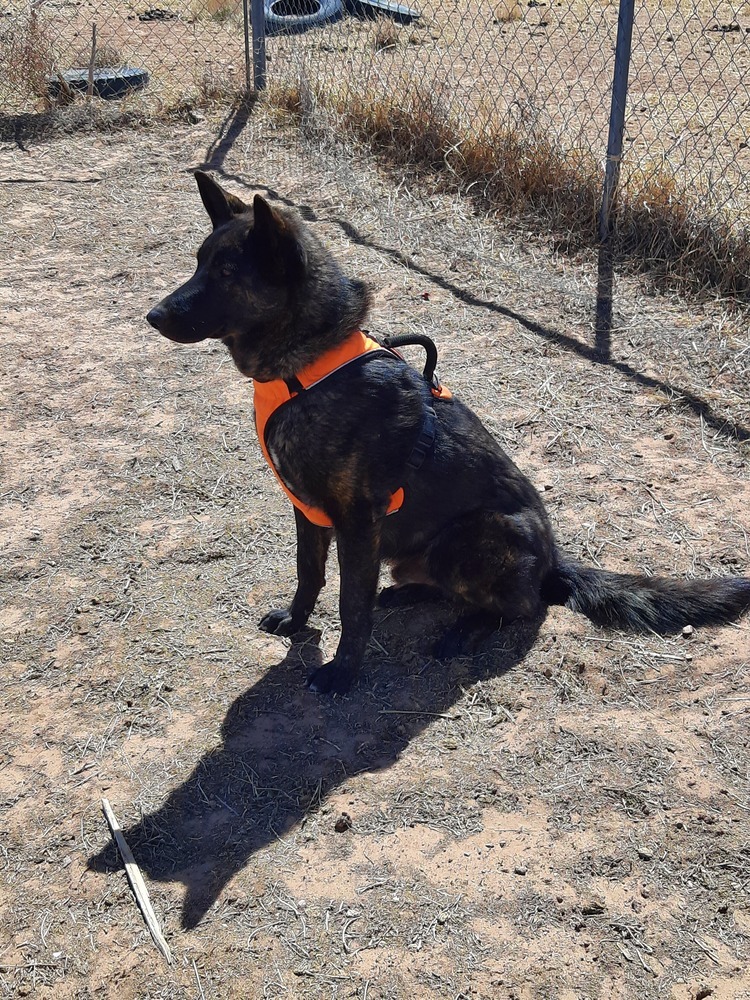 Mayhem located in NM, an adoptable Dutch Shepherd in Santa Fe, NM, 87500 | Photo Image 5