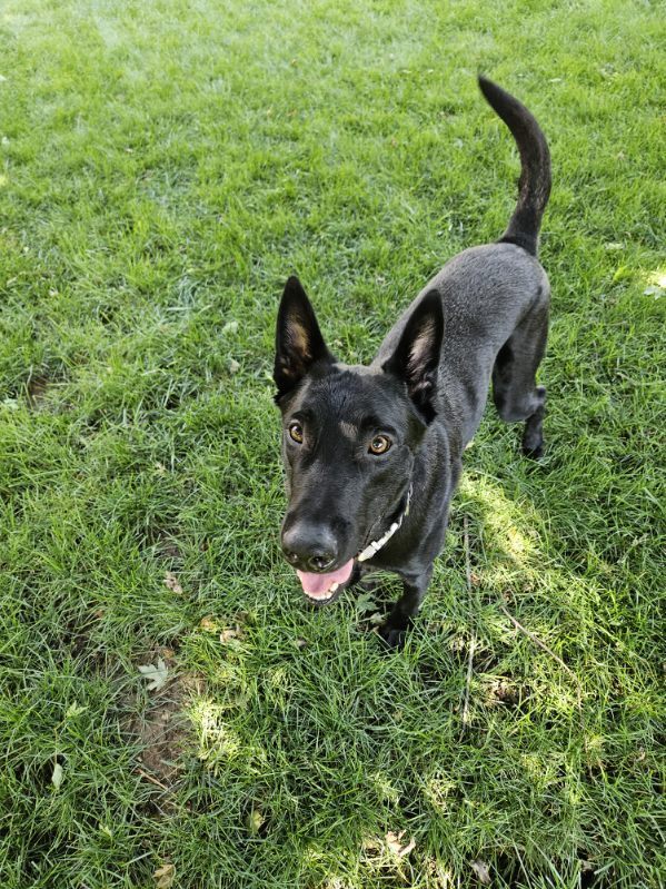 Luna - located in NE, an adoptable Belgian Shepherd / Malinois in Omaha, NE, 68183 | Photo Image 1