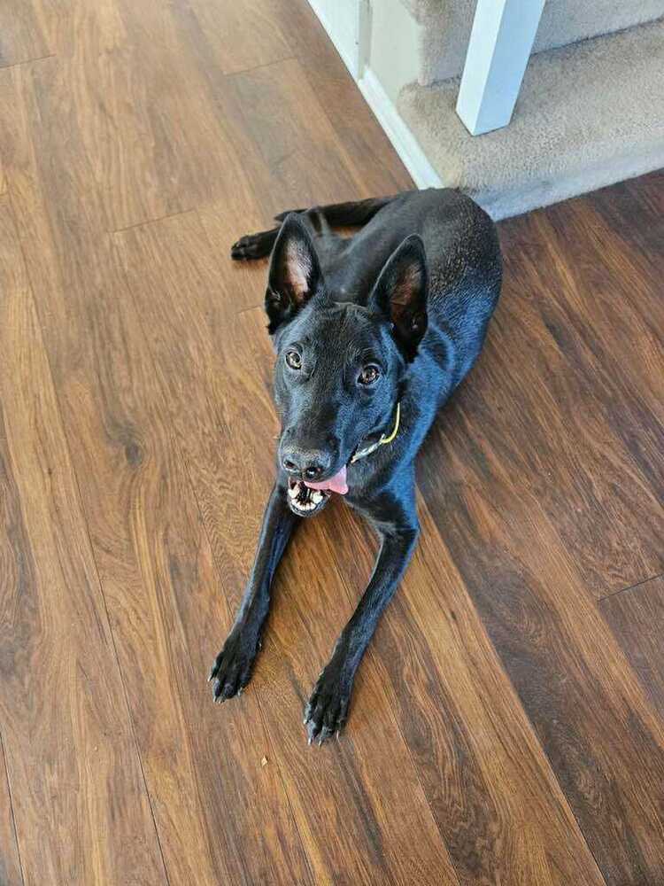 Luna - located in NE, an adoptable Belgian Shepherd / Malinois in Omaha, NE, 68183 | Photo Image 2