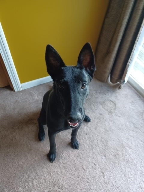 Luna - located in NE, an adoptable Belgian Shepherd / Malinois in Omaha, NE, 68183 | Photo Image 3