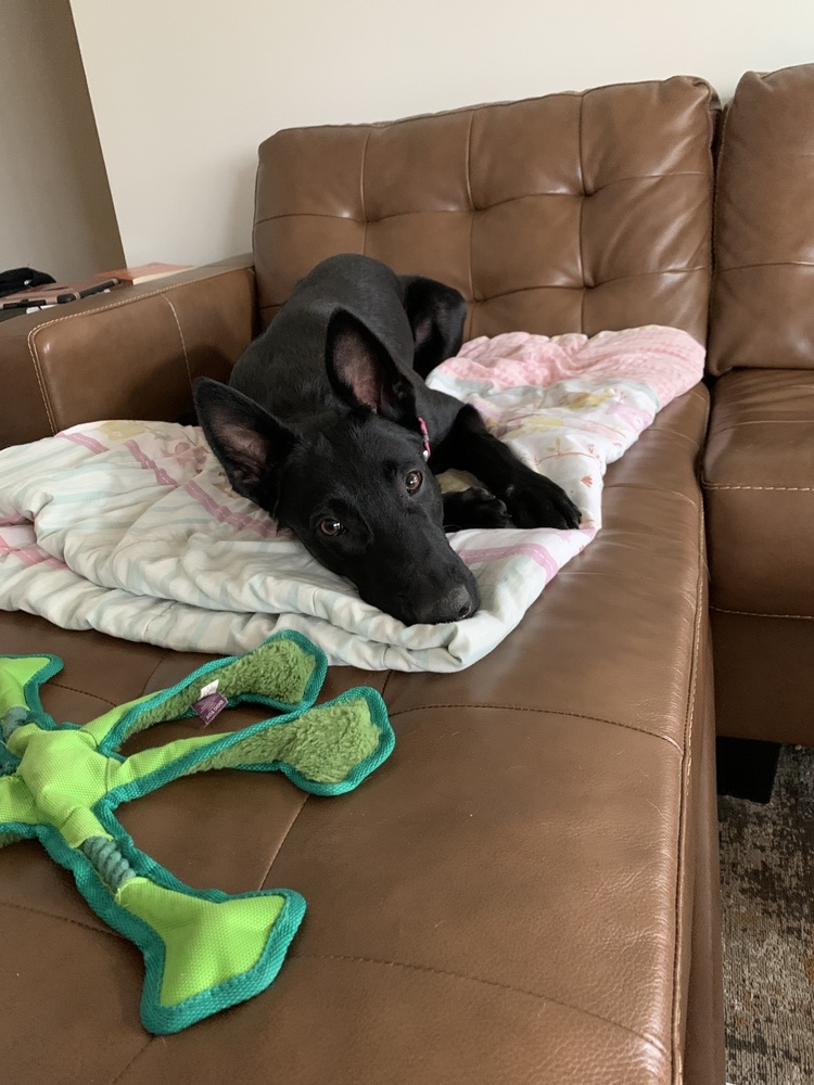 Luna - located in NE, an adoptable Belgian Shepherd / Malinois in Omaha, NE, 68183 | Photo Image 5