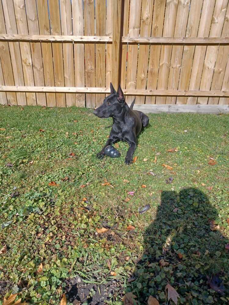 Luna - located in NE, an adoptable Belgian Shepherd / Malinois in Omaha, NE, 68183 | Photo Image 6