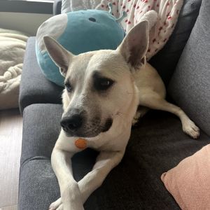 ZOEY (BROOKE), Adult Female Husky