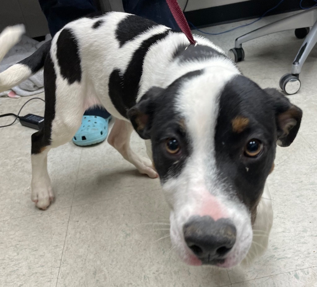 Morticia, an adoptable Pit Bull Terrier in Rock Springs, WY, 82901 | Photo Image 1