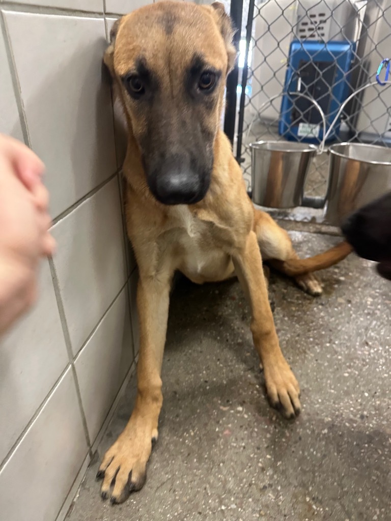 Dalton, an adoptable Great Dane in Rock Springs, WY, 82901 | Photo Image 2